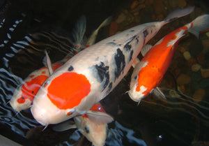 Koi Color